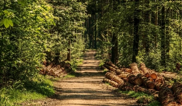 Otvoreno je savjetovanje s javnošću o Nacrtu programa utroška sredstava šumskog doprinosa za 2025. godinu na području Grada Varaždina