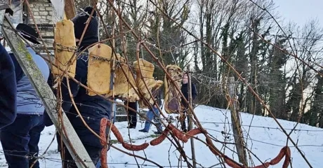 „Krštenjem” trsa započela nova vinogradarska godina u Varaždinskim Toplicama