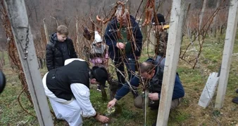 Cestički vinogradari na Lovrečan bregu orezali prvi trs i proslavili Vincekovo