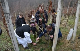 Cestički vinogradari na Lovrečan bregu orezali prvi trs i proslavili Vincekovo