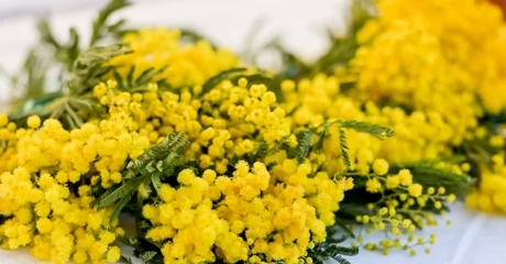 Obilježen Dan mimoza: Rak od kojeg ne bi trebala oboljeti ni jedna žena, još uvijek uzima svoj danak