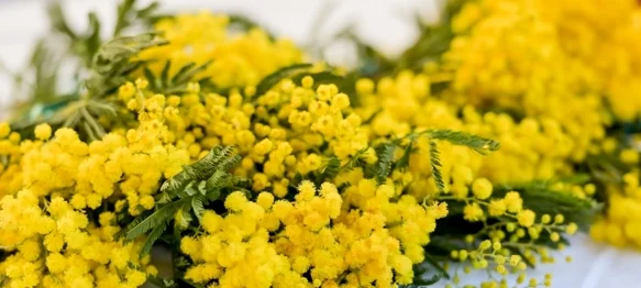 Obilježen Dan mimoza: Rak od kojeg ne bi trebala oboljeti ni jedna žena, još uvijek uzima svoj danak