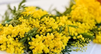 Obilježen Dan mimoza: Rak od kojeg ne bi trebala oboljeti ni jedna žena, još uvijek uzima svoj danak