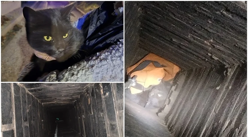 Ludbreški vatrogasci iz dimnjaka spasili zarobljenog mačića
