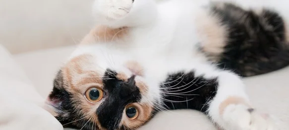 Javni poziv građanima za ostvarivanje prava na poticaje za sterilizacije i kastracije mačaka