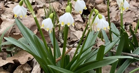 Uključite se u volontersku akciju opažanja i dojave zvončića u prirodi