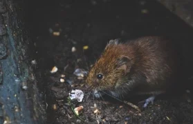 Obavijest o provedbi sustavne deratizacije na području Općine Vinica