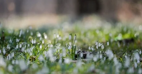 Uključite se u akciju opažanja proljetnica: prijavite se i fotografirajte visibabe, zvončiće i drugo rano cvijeće