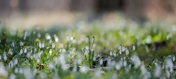 Uključite se u akciju opažanja proljetnica: prijavite se i fotografirajte visibabe, zvončiće i drugo rano cvijeće