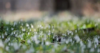 Uključite se u akciju opažanja proljetnica: prijavite se i fotografirajte visibabe, zvončiće i drugo rano cvijeće