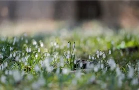 Uključite se u akciju opažanja proljetnica: prijavite se i fotografirajte visibabe, zvončiće i drugo rano cvijeće