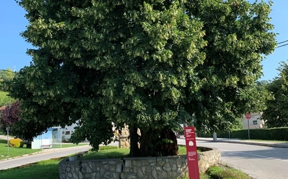 Klonovi lipa iz Visokog i Arboretuma Opeka uskoro će krasiti prostore uz škole i dječje vrtiće diljem Varaždinske županije