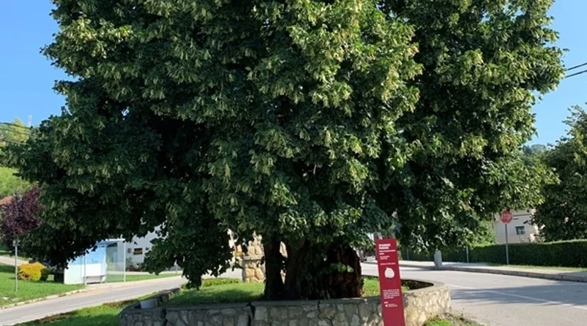 Klonovi lipa iz Visokog i Arboretuma Opeka uskoro će krasiti prostore uz škole i dječje vrtiće diljem Varaždinske županije