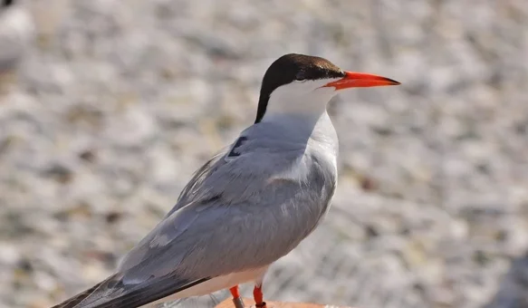 čigra s GPS uređajem