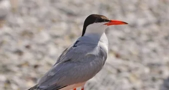 čigra s GPS uređajem