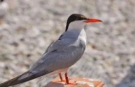 čigra s GPS uređajem