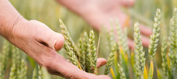 Objavljen Pravilnik o provedbi Programa potpore male vrijednosti za provedbu proljetne sjetve ratarskih kultura
