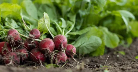 Blagotvorno djeluje na žuč i jetru, preporučuje se kod dišnih infekcija