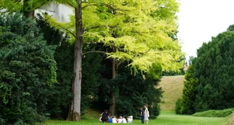 Izabrana najdojmljivija stabla grada Varaždina i Varaždinske županije