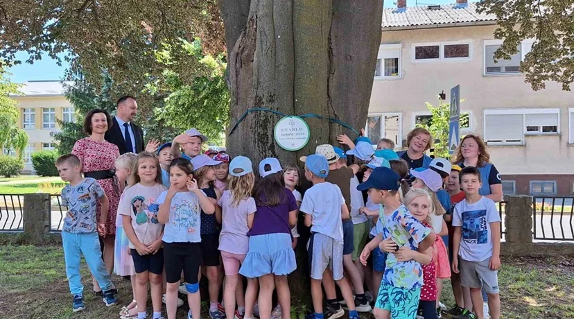 Crvenolisna bukva priča stoljetnu novomarofsku povijest