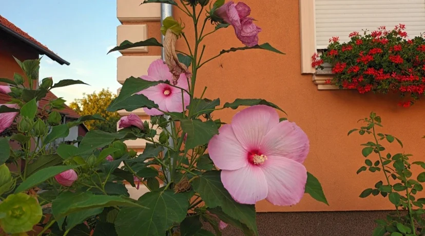 Općina Jalžabet nagrađuje najljepše uređene balkone i okućnice