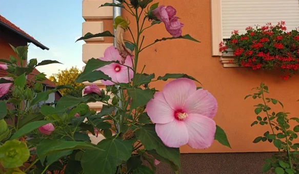 Općina Jalžabet nagrađuje najljepše uređene balkone i okućnice
