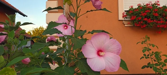 Općina Jalžabet nagrađuje najljepše uređene balkone i okućnice