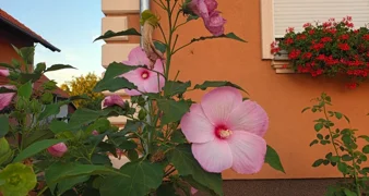 Općina Jalžabet nagrađuje najljepše uređene balkone i okućnice