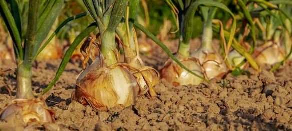 Snižava krvni tlak i smanjuje razinu kolesterola