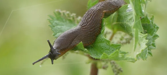 Ovo imate u svojoj kuhinji, a puževima je nepodnošljivo