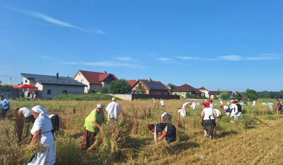 Na polju Gaj ponovno će se pjevati, kositi i slaviti Žetvene svečanosti