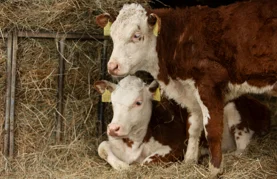 Grad Novi Marof sufinancira umjetno osjemenjivanje krava i krmača