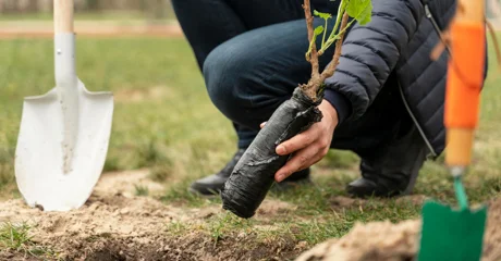 Grad Novi Marof dodjeljuje potpore za nabavu sadnica