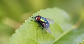 Sve za borbu protiv muha već imate kod kuće