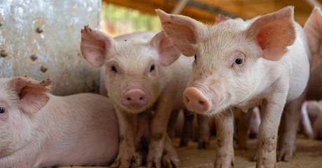 Klenovnik sufinancira kupnju odojaka za vlastiti uzgoj