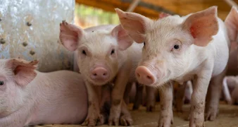 Klenovnik sufinancira kupnju odojaka za vlastiti uzgoj