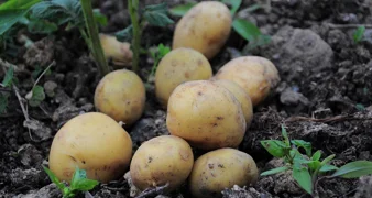Europu je spasio od gladi i danas nezaobilazan u svakoj kuhinji