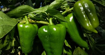 Sve što trebate znati o njezi paprike u srpnju