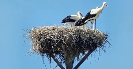U Hrženici, Petrijancu i Viničnom čak po četiri ptića u jednome gnijezdu
