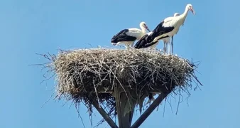 U Hrženici, Petrijancu i Viničnom čak po četiri ptića u jednome gnijezdu
