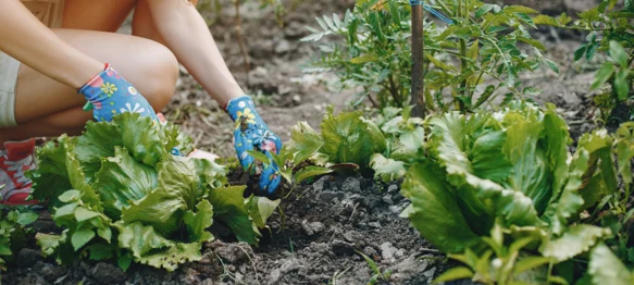 Što saditi, što brati i kako njegovati ljetni vrt?