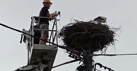 Zahvaljujući zajedničkoj brizi spašena mlada bijela roda