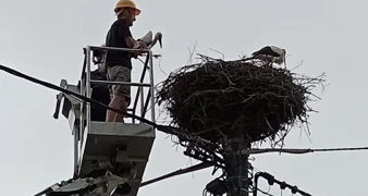 Zahvaljujući zajedničkoj brizi spašena mlada bijela roda