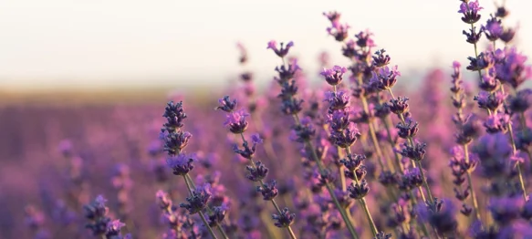 Mirisni grm koji privlači pčele i odbija štetnike