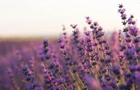 Mirisni grm koji privlači pčele i odbija štetnike