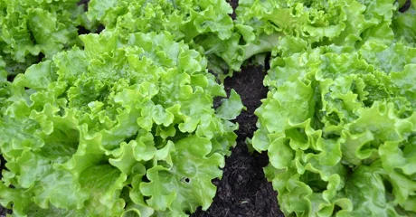 Pomaže u sprečavanju nakupljanja kolesterola i regulira probavu