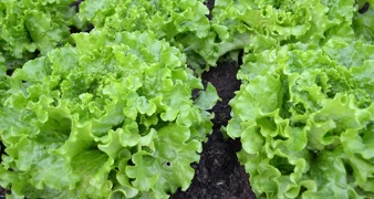 Pomaže u sprečavanju nakupljanja kolesterola i regulira probavu