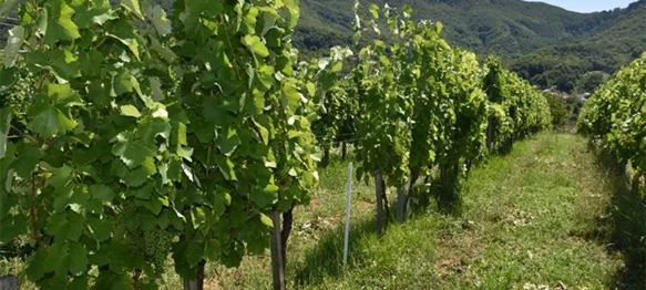 Općina Breznički Hum poziva: Vinogradari, prijavite zapuštene i zaražene vinograde!