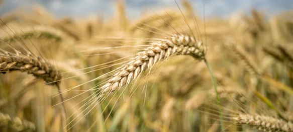 Država daje poljoprivrednicima do 75.000 eura za ugovaranje osiguranja