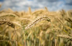 Država daje poljoprivrednicima do 75.000 eura za ugovaranje osiguranja